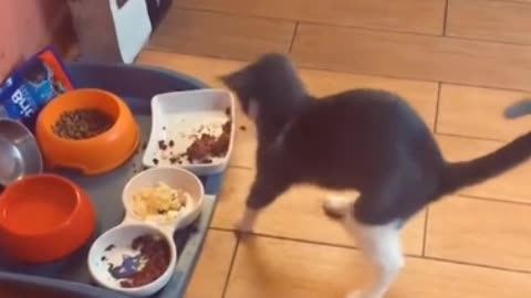 A cat that catches mice doesn't bark much