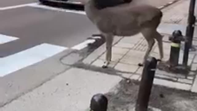 Intelligence animals