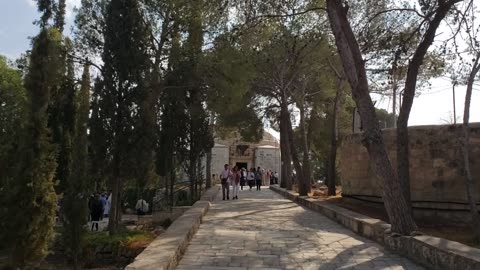 Trees are very useful for public heath