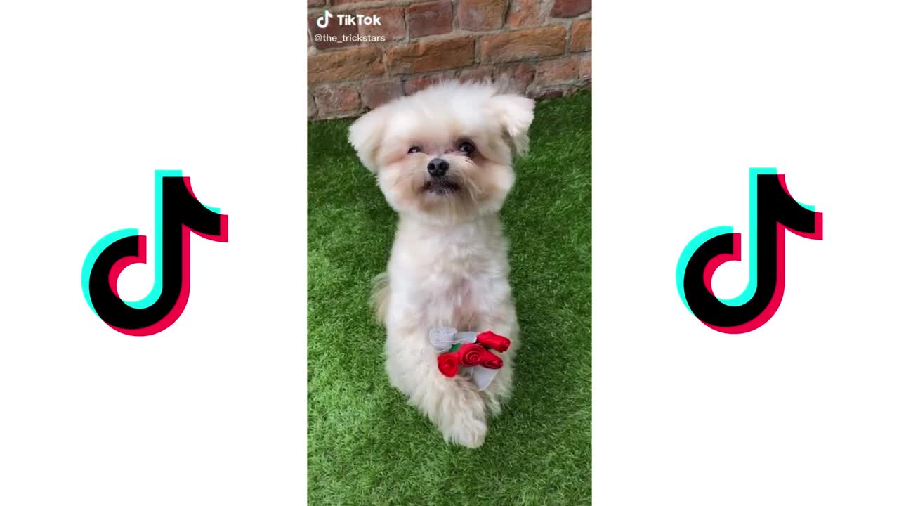 LOVE STORY CHALLENGE - TIKTOK MARRY ME JULIET | CUTE DOGS TIKTOK COMPILATION