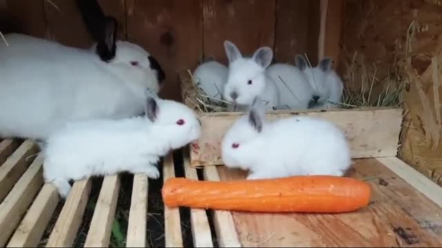 mother of rabbits and their offspring