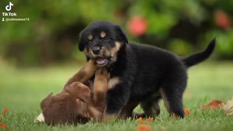 Cute love dog puppies