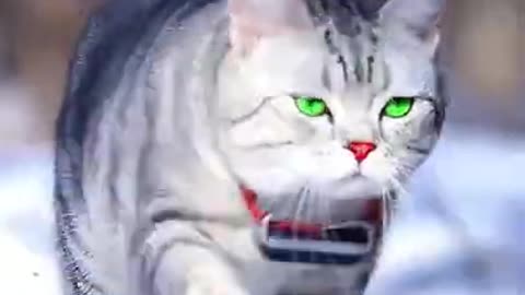 Funniest Cat Videos That Will Make You Laugh - Funny Cats and Dogs Videos