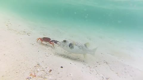 Puffer fish VS Crab