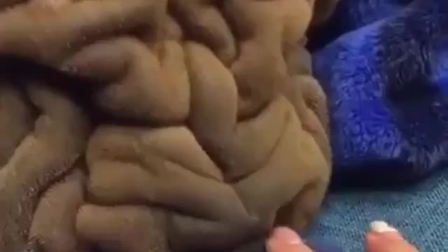 What kind of blanket is this ? 🧐🐶