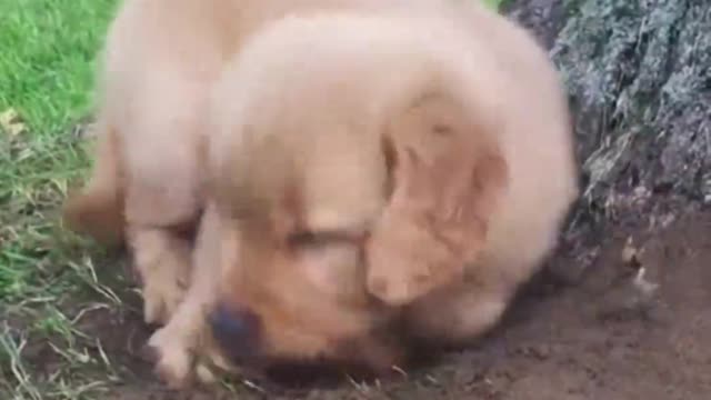 Puppy digs up the bones it hides under the tree