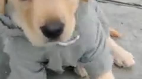 Labrador puppy amazing , puppy training in pet traning academic