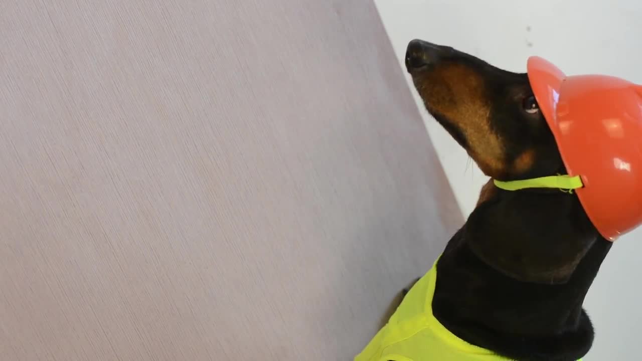 Dachshund helps repair new apartment