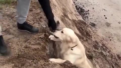 It was never about pulling him up, it was about you joining him down there..🐕🐾😅