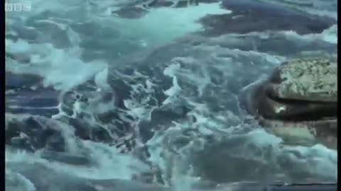 Coral reef wonderland | Wild Indonesia | BBC
