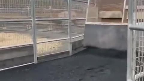 YLYL 001
