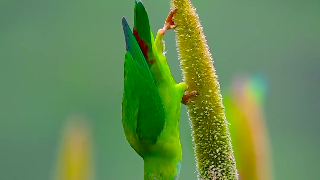 Vernal hanging parrot #reels #reelsvideo #reelsinstagram #trendingreels #viral #wildlifephotography