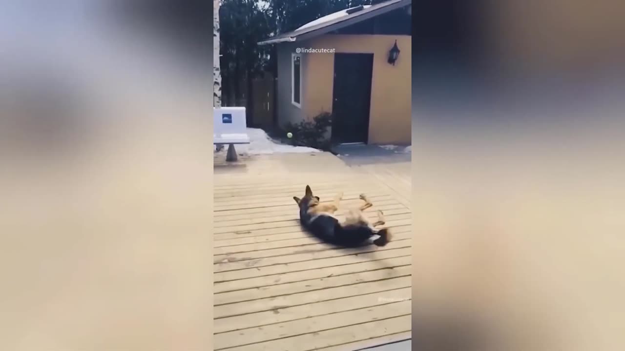 Cats and Dogs being funny