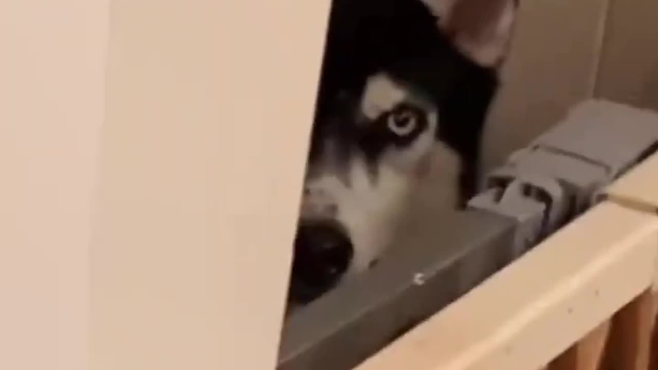 Funny cat video 😂🤣😅