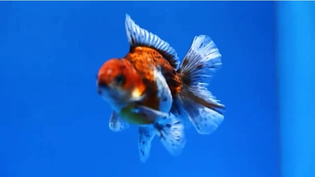 ROUND BODY HEART TAIL ORANDA