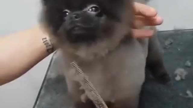 cute dog dancing getting haircut