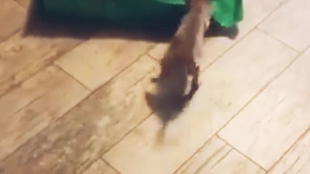 Funniest cute puppy