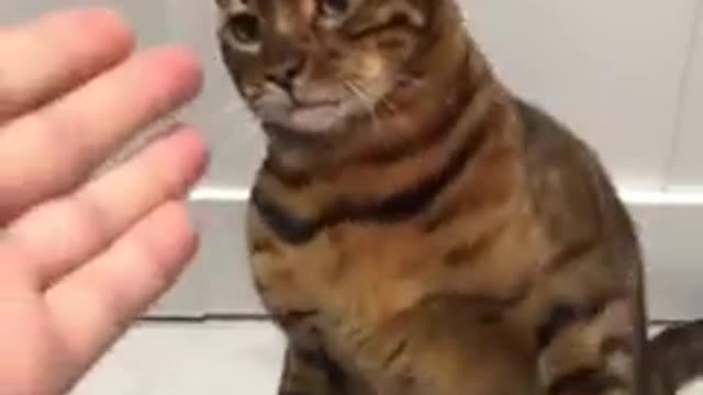 Funniest_cat_and_dog_video!! Part 8