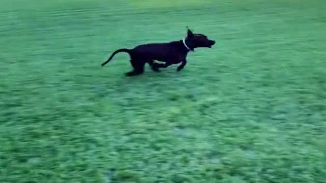 Two dogs having fun together😍