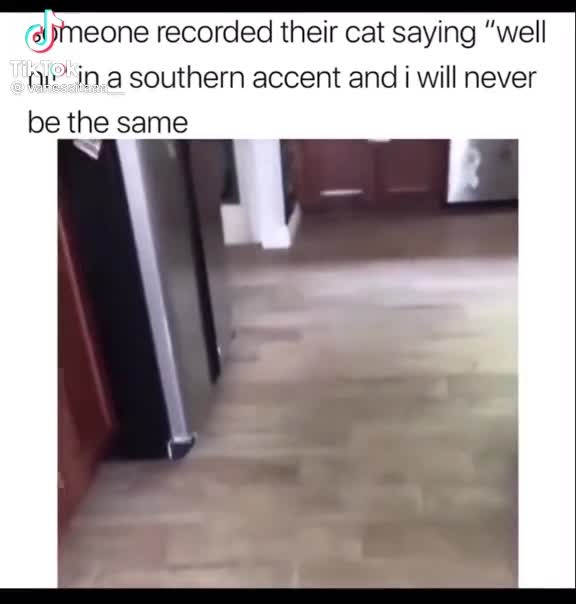 Cat says " Well Hi " in southern accent