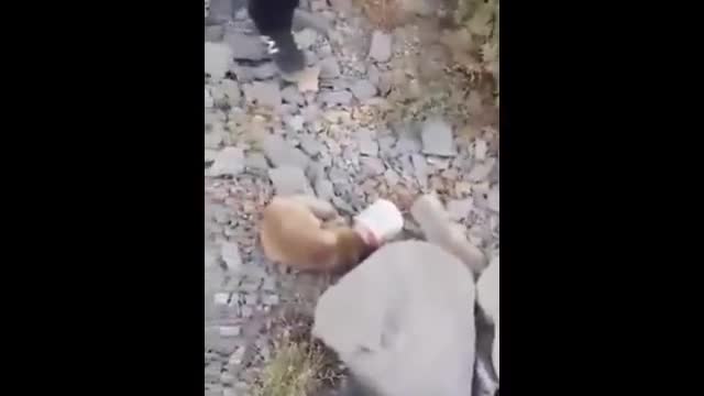 Fox Rescue in Borujerd