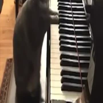 ng the piano, dog waiting for food and monkey fighting for food #shorts