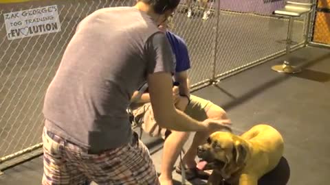 Dog Training 101: How to Train ANY DOG the Basics