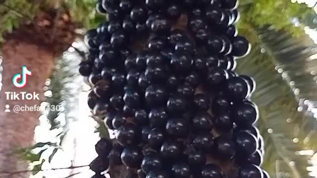 Native fruit of Brazil Jaboticaba