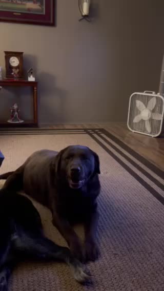 Best dog ever my Molly