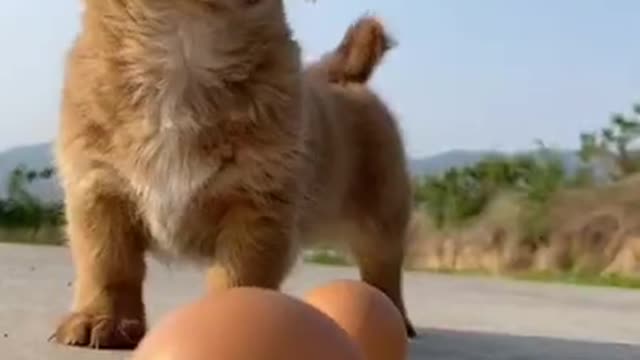 Most Funny - Cutest baby animals Videos Compilation