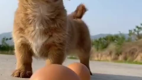 Most Funny - Cutest baby animals Videos Compilation