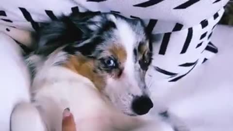 Tickling a dog ## #shorts #pets