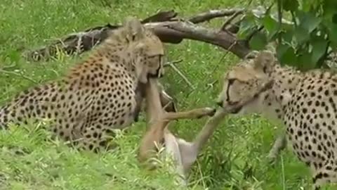 Lion Vs any animals Wild animals Jaguar Best Animals Lion vs animal (Animals In Jungle) #Shorts #top