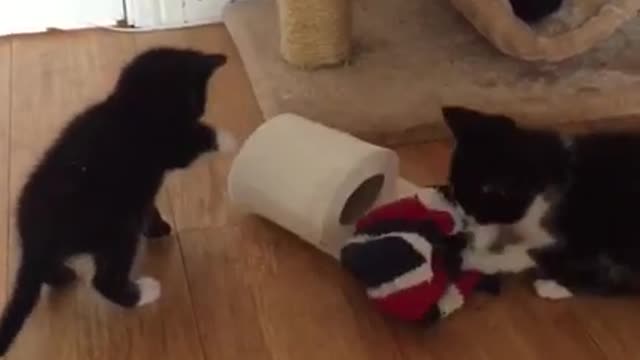 Kitten VS. Toilet paper