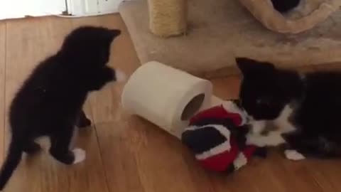 Kitten VS. Toilet paper