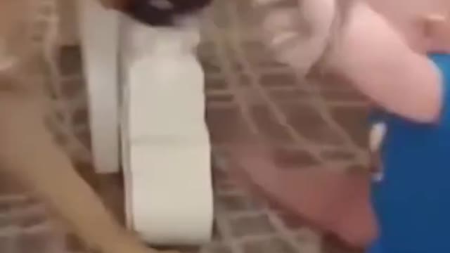 Dog playing with Baby