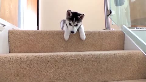 Cute Husky Compilations