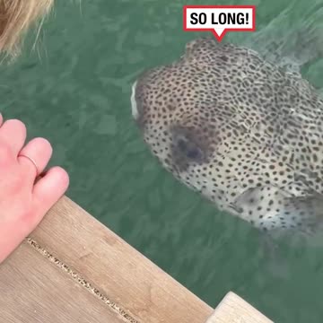 The Cutest Puffer Fish 🐡