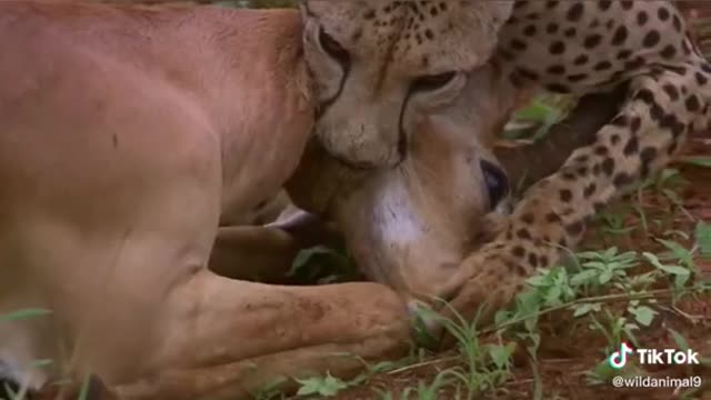 WILD ANIMALS HUNTING PREY COMPILATION RELAX FOR LIFE ​​​#7