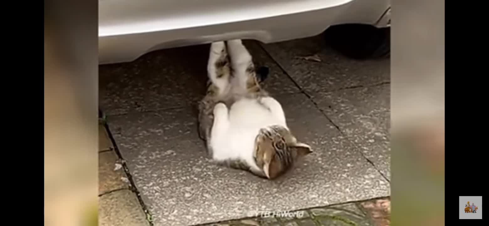 Kittens in the Gym Love Doing Sit Ups A Cat