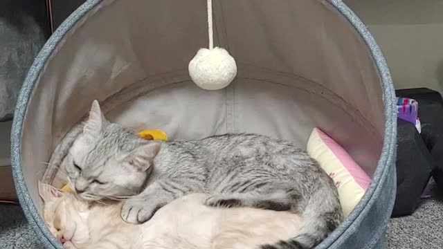 Cat friend nap to sleep