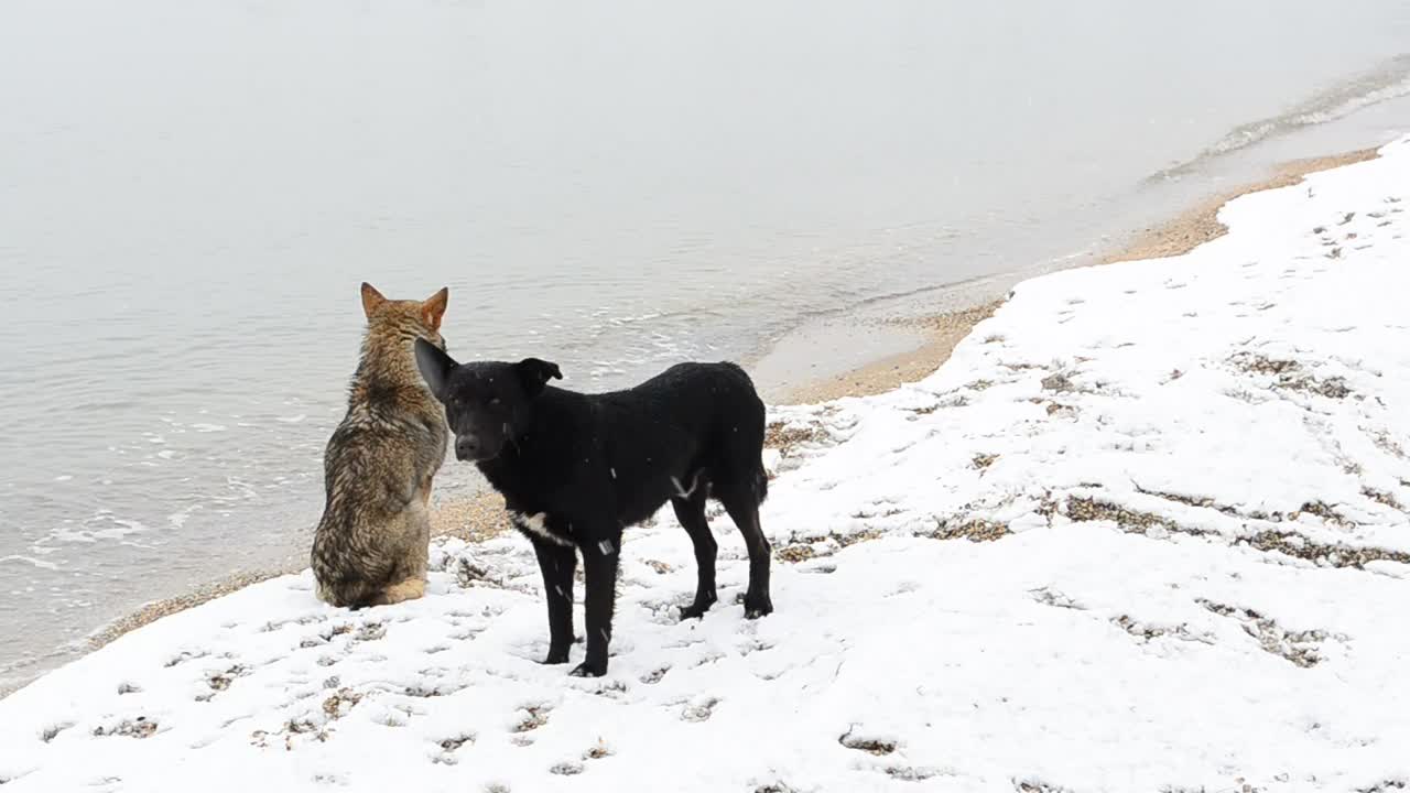 Dogs exploring the snow