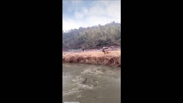 Dog Jumping over Crocodile River