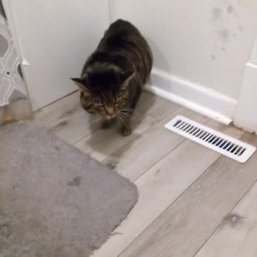 TESLA doesn't like bathroom/ he thinks he getting a bath 😂😂