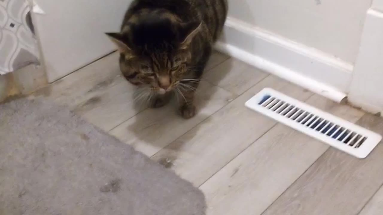 TESLA doesn't like bathroom/ he thinks he getting a bath 😂😂