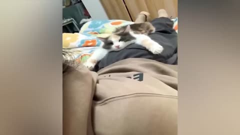 Funny Animals