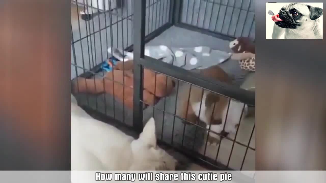 Cute Puppies doing Cute Things!