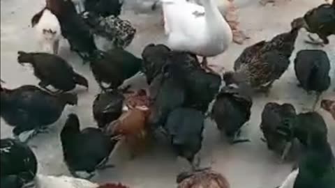 Funny animals🐤🐕