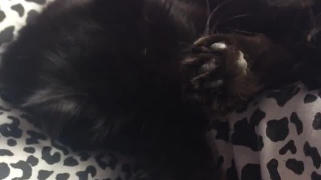 Collab copyright protection - black cat licks itself gets scared