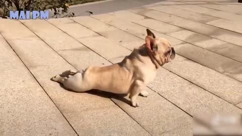 Funny Dog Videos 2021 Its time to